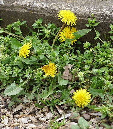 Weeds growing on the side of the road